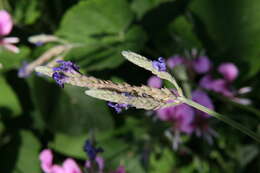 Image of Lavandula multifida L.