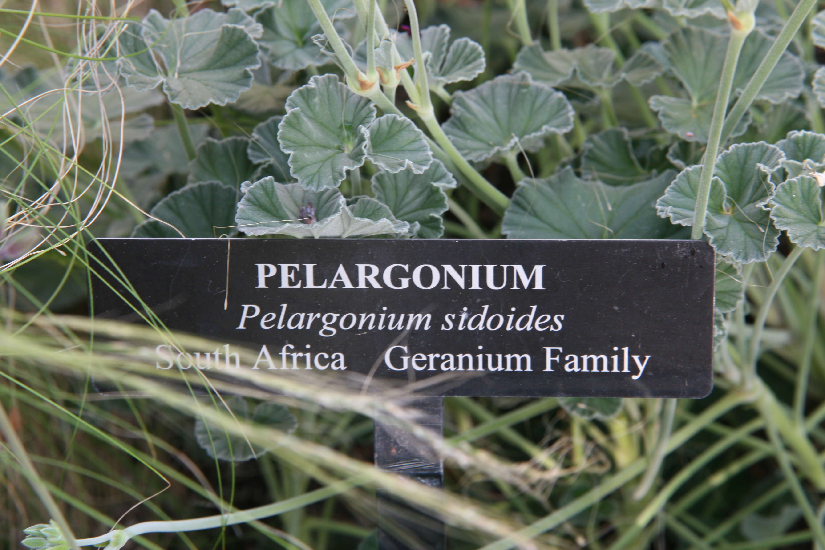 Imagem de Pelargonium sidoides DC.