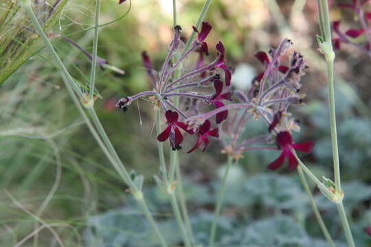 Imagem de Pelargonium sidoides DC.