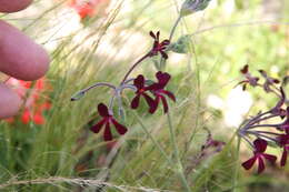 Imagem de Pelargonium sidoides DC.