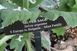 Image of silver sage