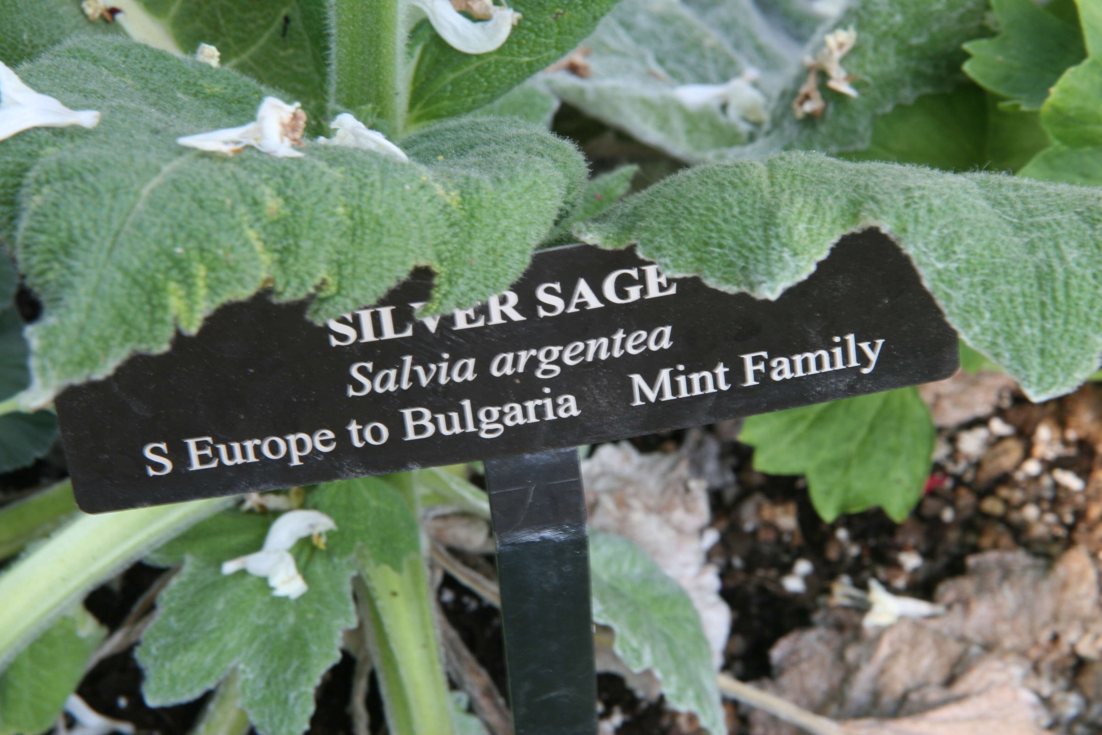 Image of silver sage