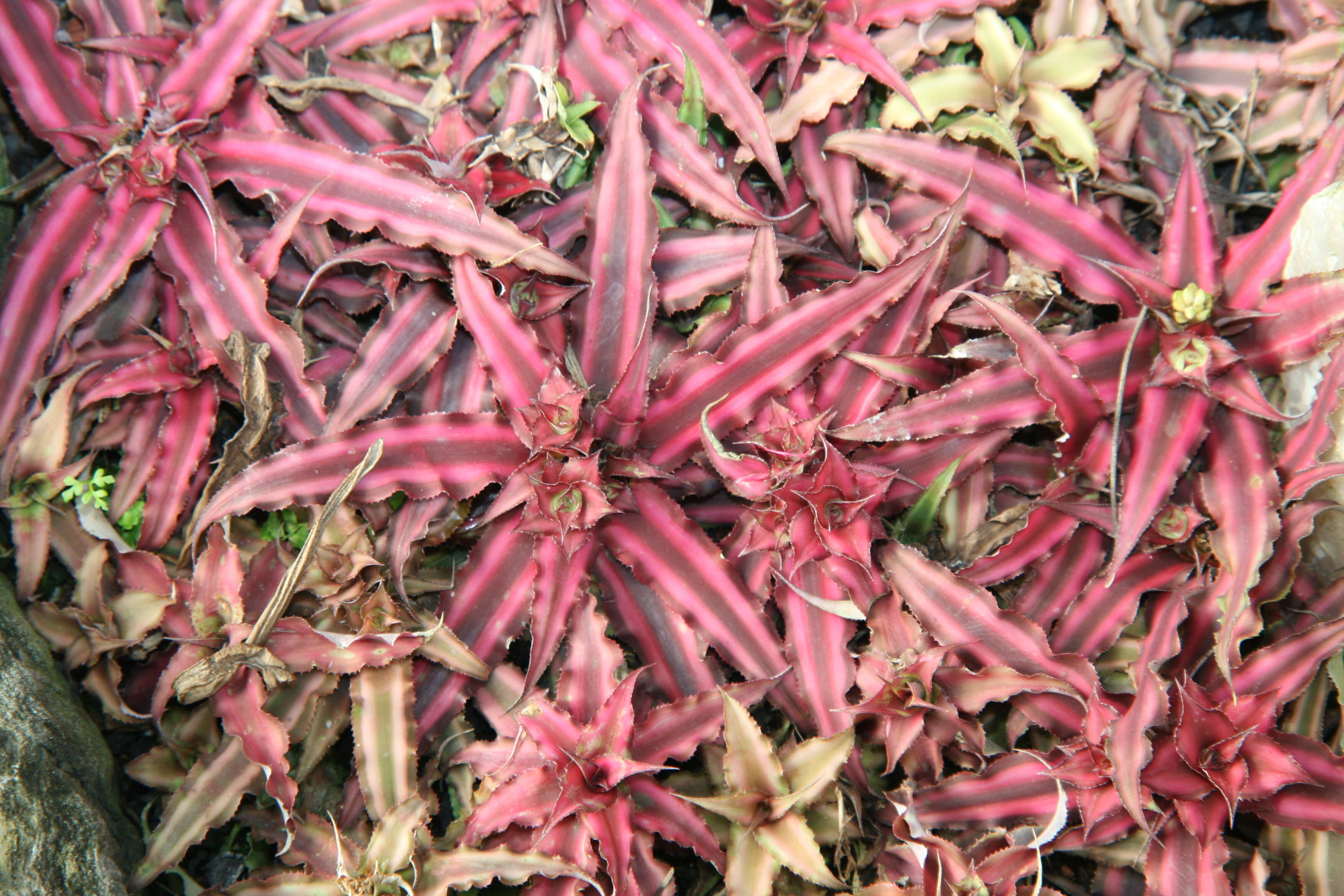 Image of Cryptanthus bivittatus (Hook.) Regel