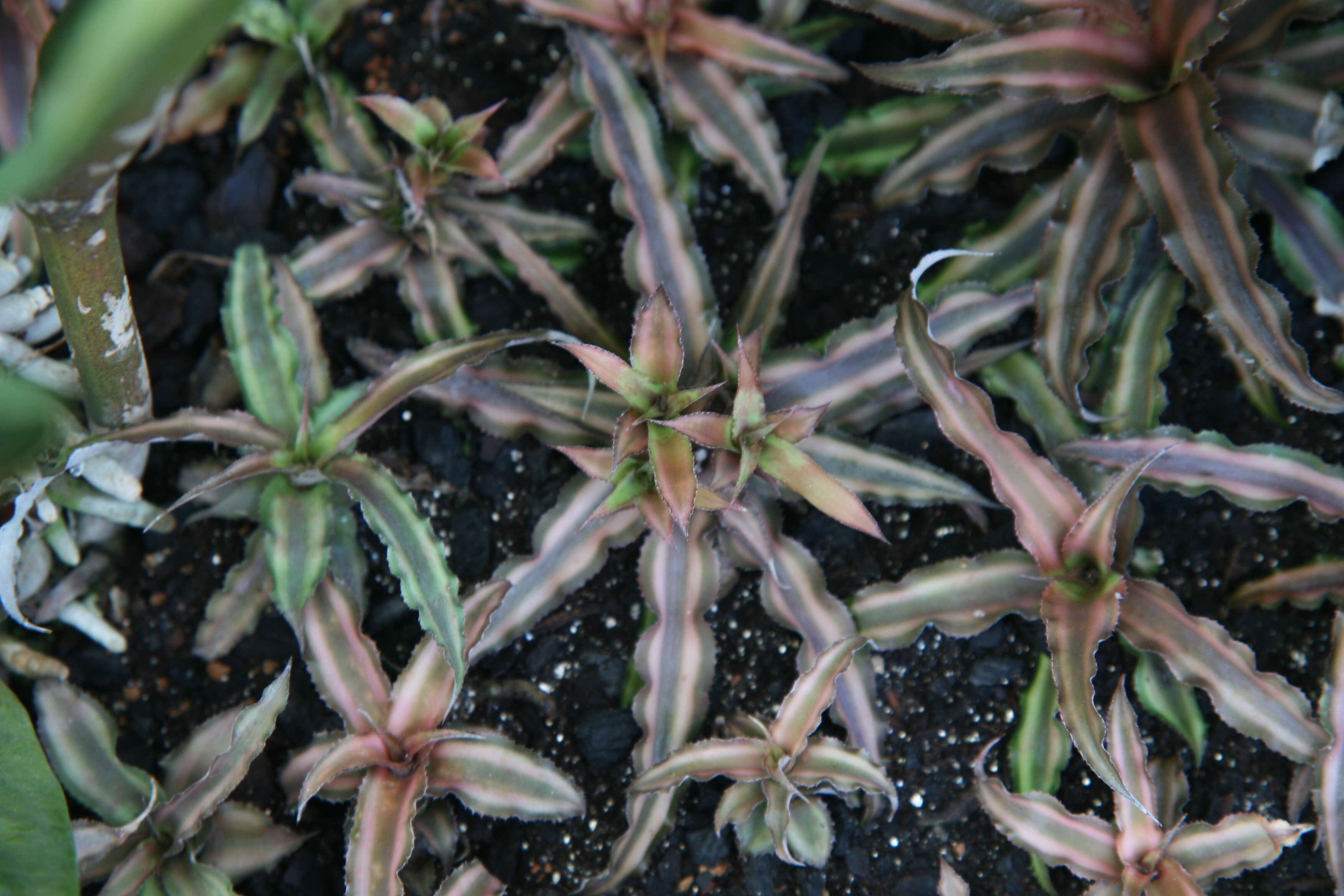 Image of Cryptanthus bivittatus (Hook.) Regel