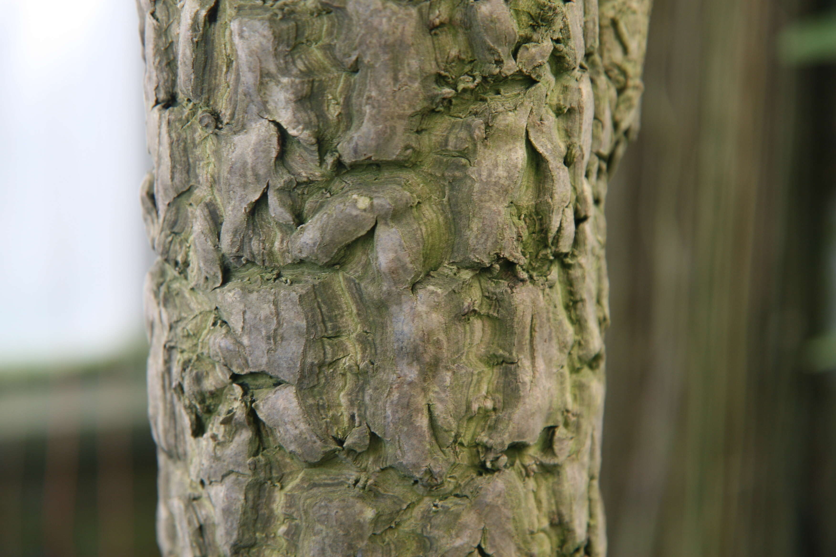 Imagem de Cordyline fruticosa (L.) A. Chev.