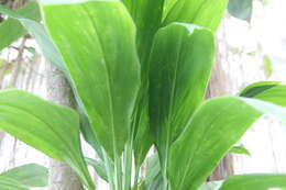 Imagem de Cordyline fruticosa (L.) A. Chev.