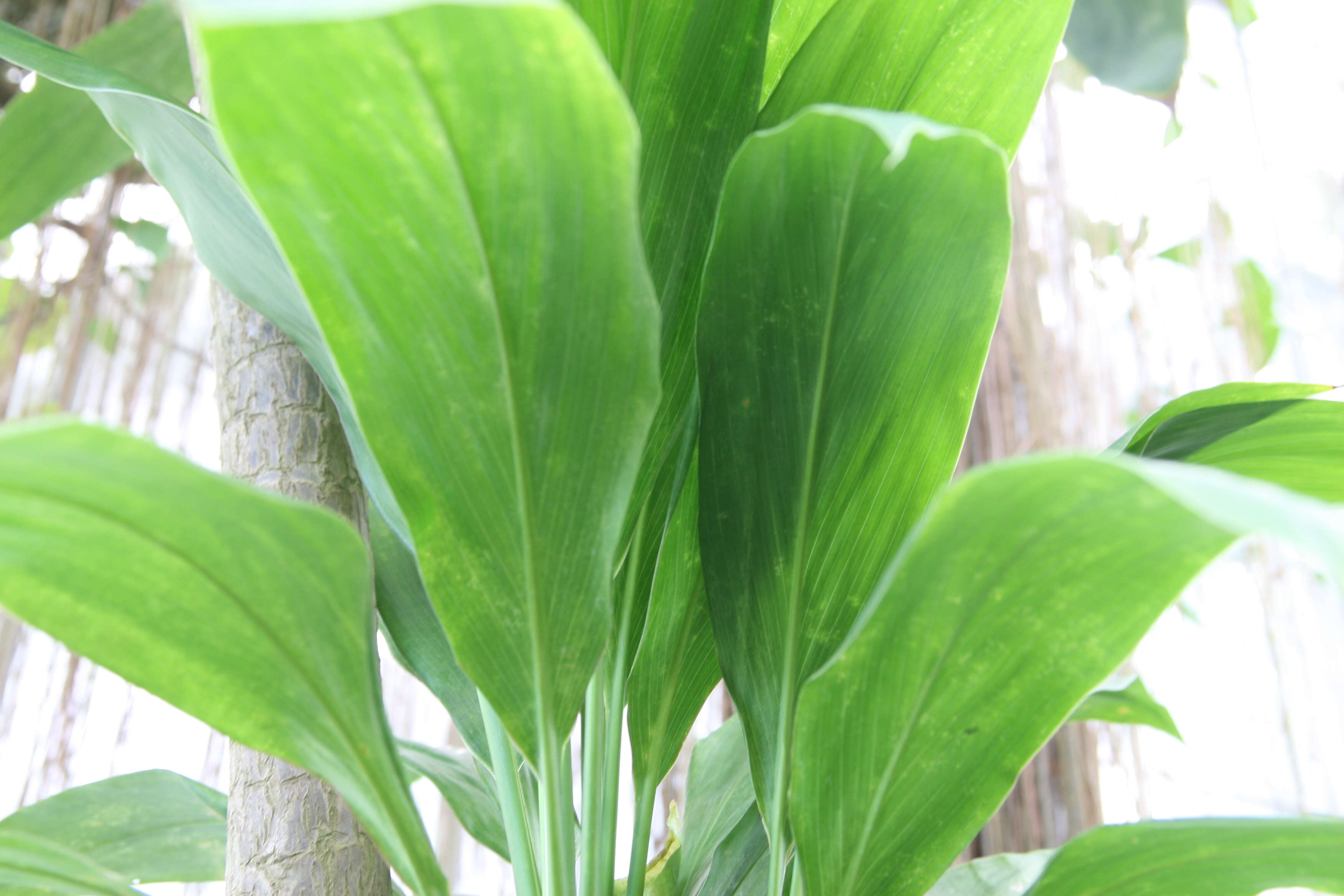 Imagem de Cordyline fruticosa (L.) A. Chev.