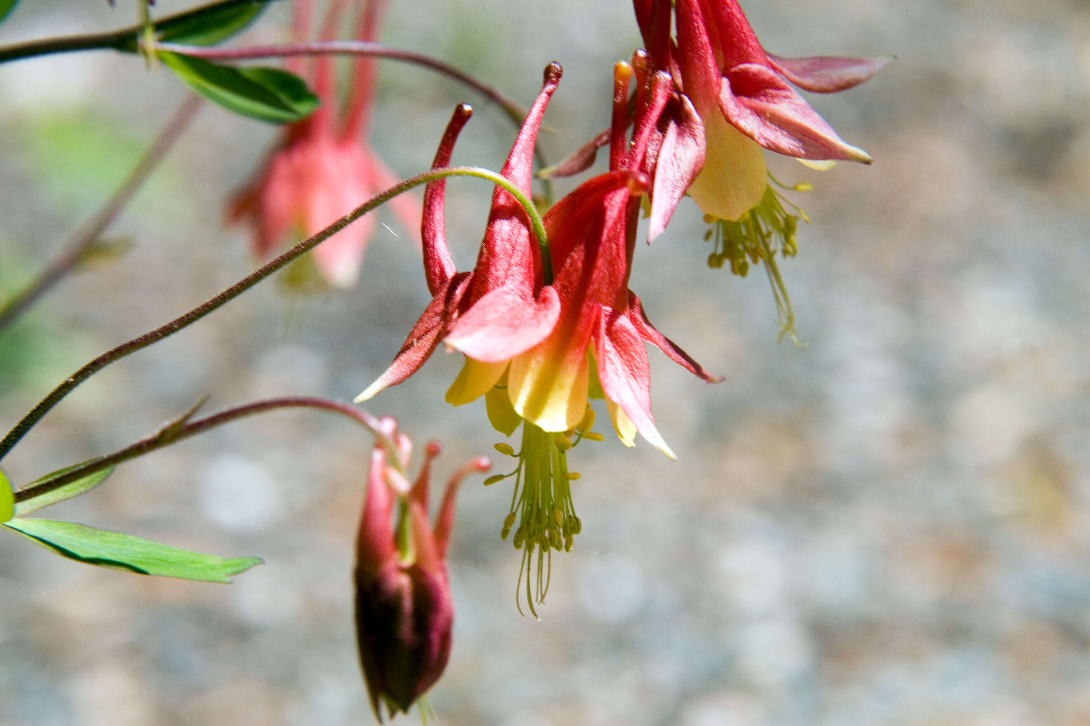 Image of Ionactis linariifolia (L.) Greene