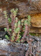 Image of Siberian pygmyweed