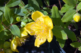 Image of Kalm's St. John's wort