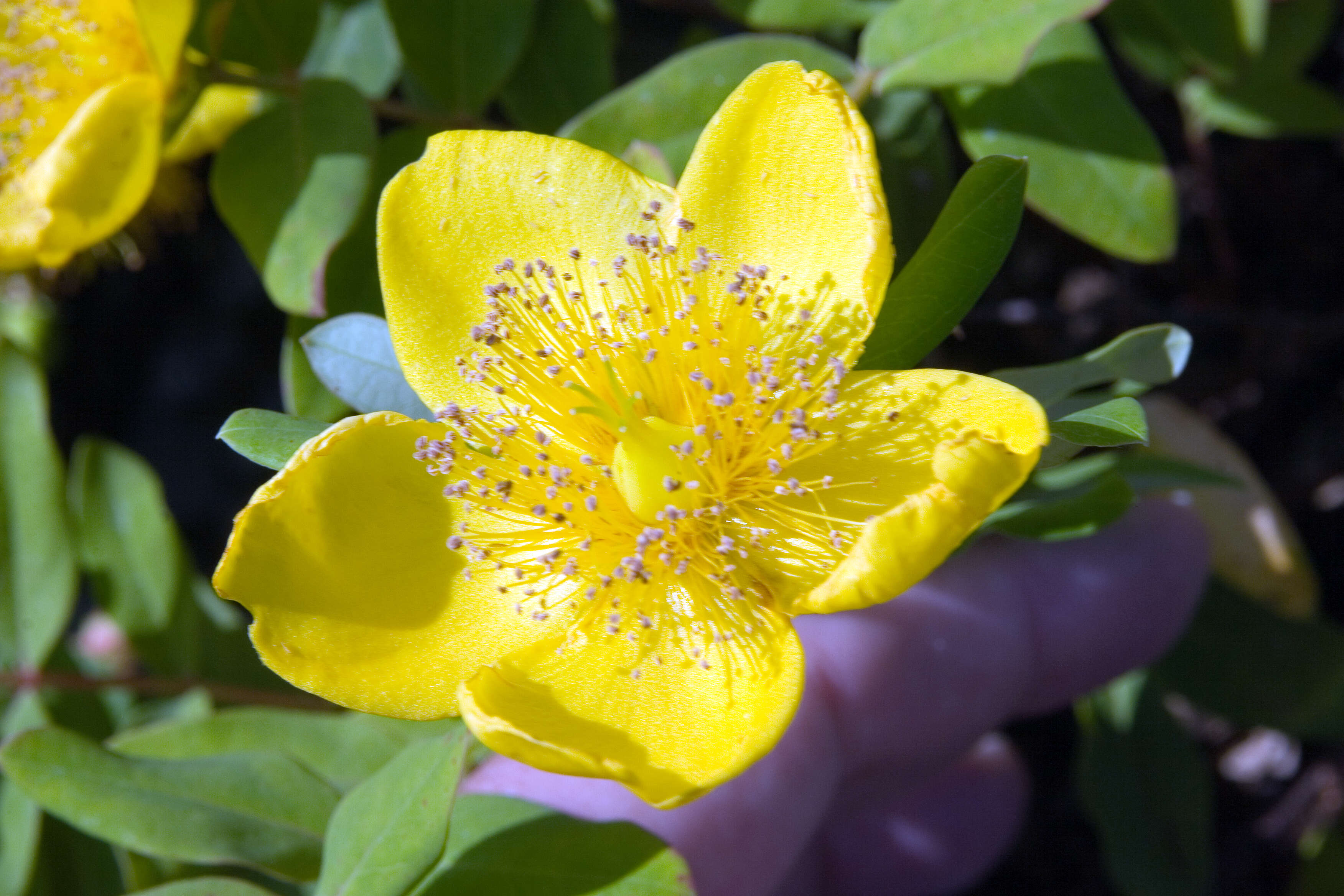 Image of Kalm's St. John's wort