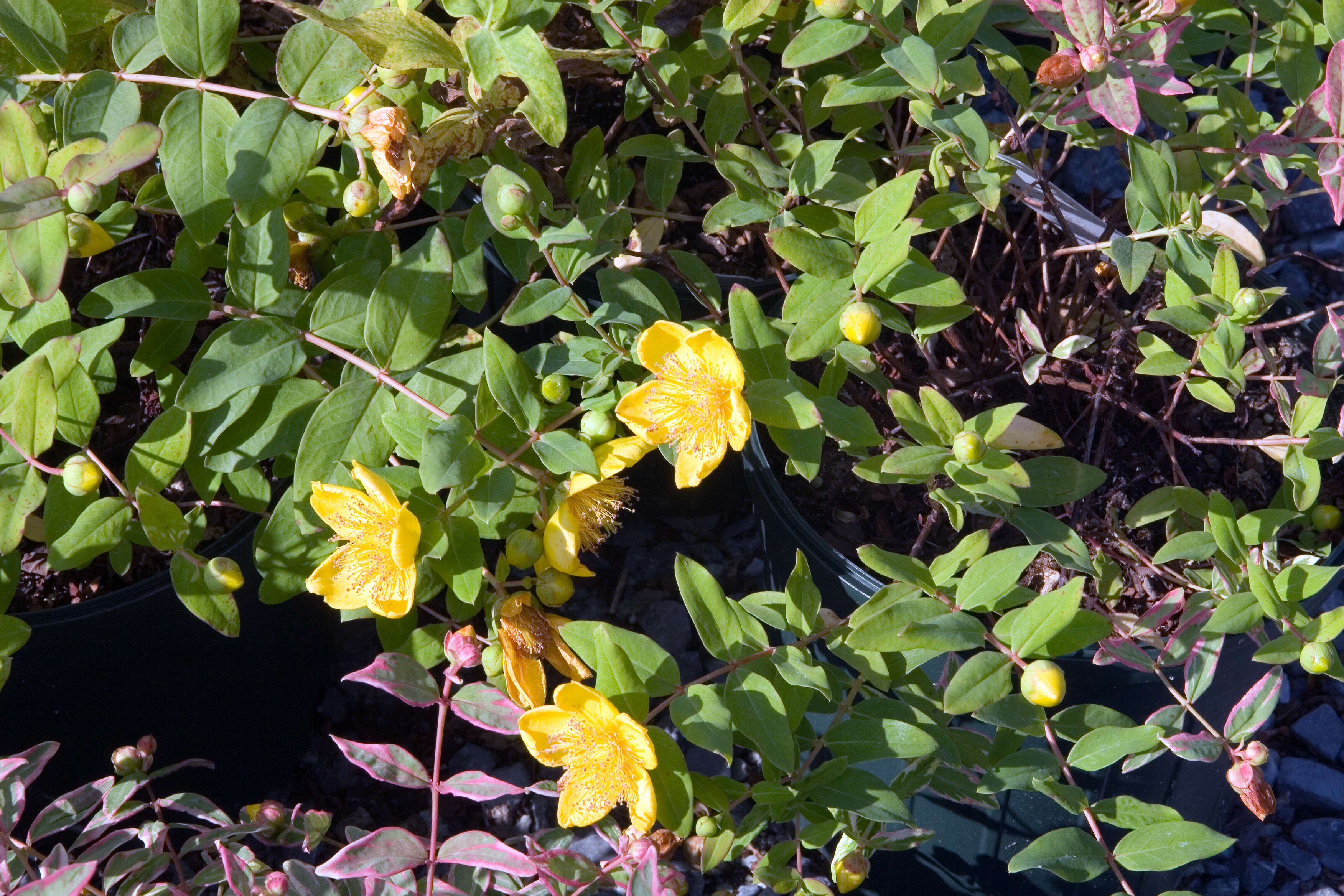 Image of Kalm's St. John's wort