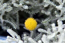 Image of lavender cotton