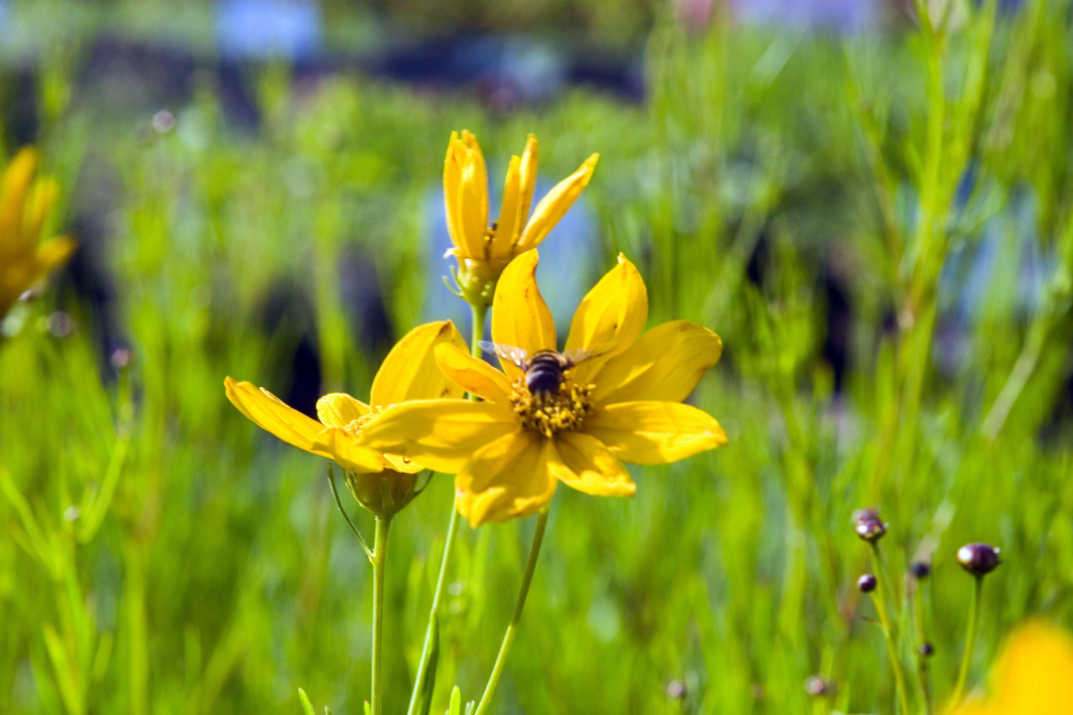 Image of larkspurleaf tickseed