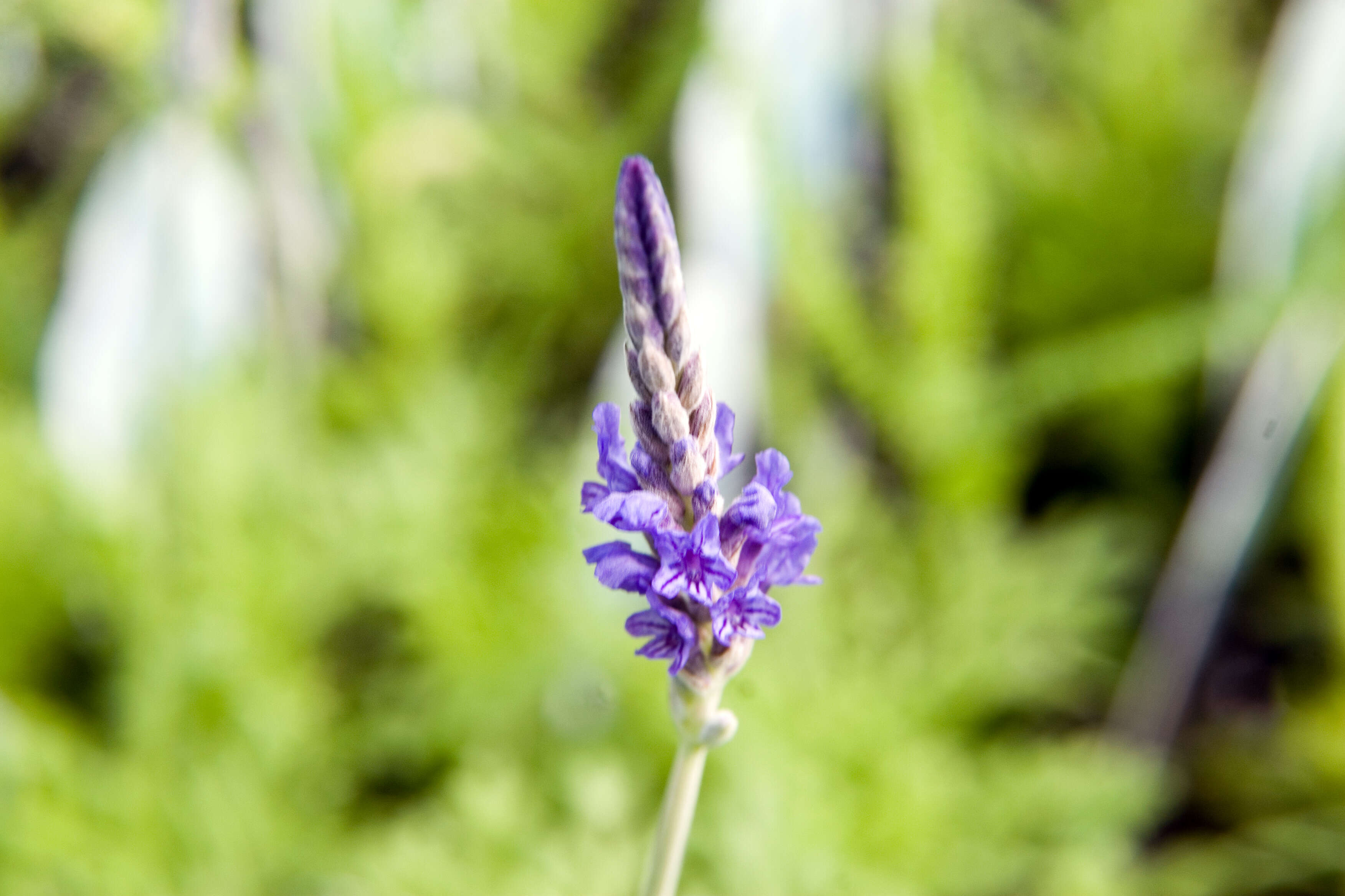 Image of Lavandula multifida L.