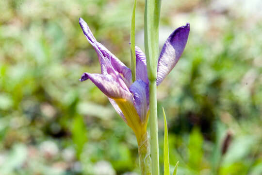 Imagem de Iris brevicaulis Raf.