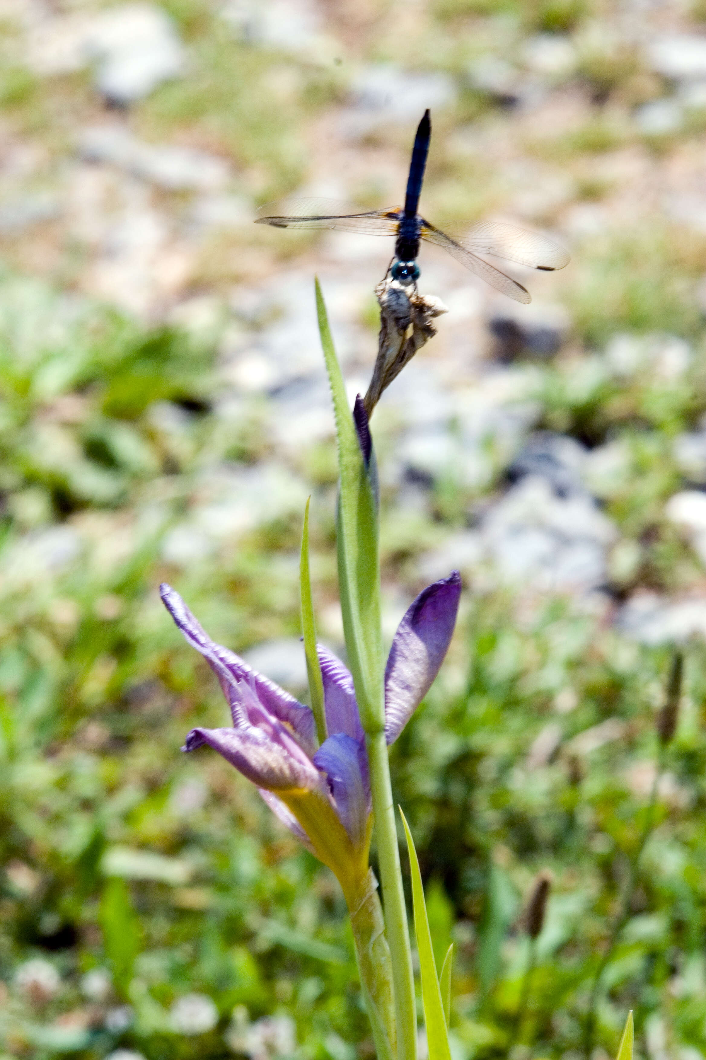 Image of zigzag iris