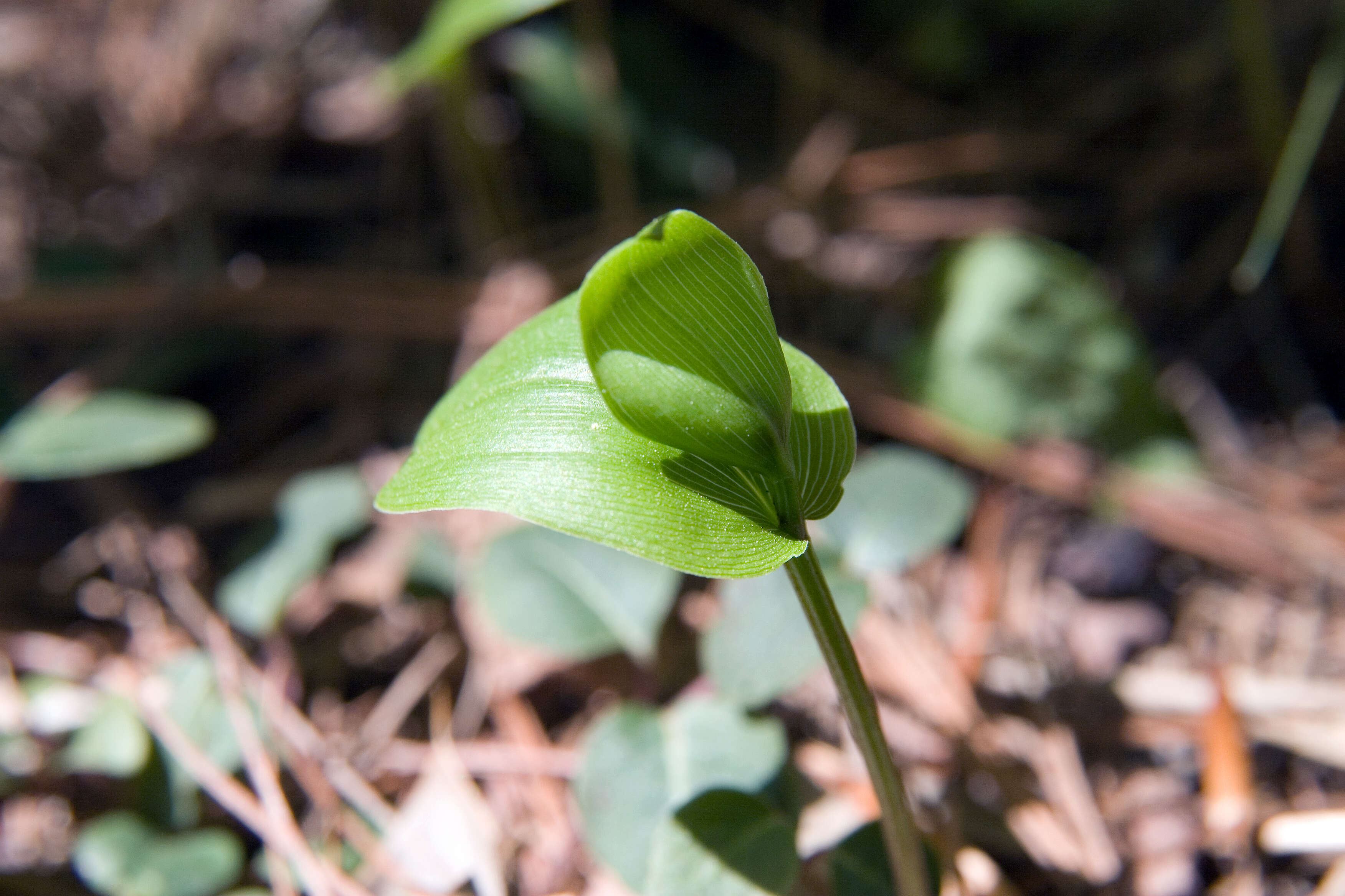 Image of mitchella