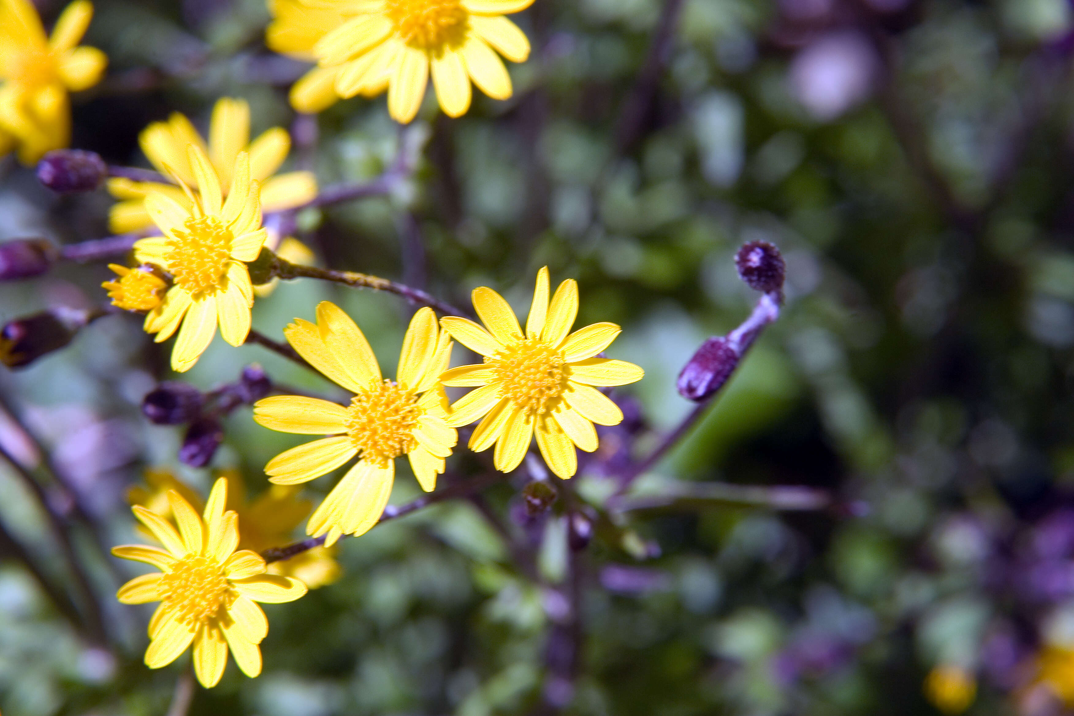 Image of golden ragwort