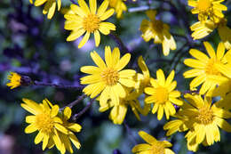 Image of golden ragwort