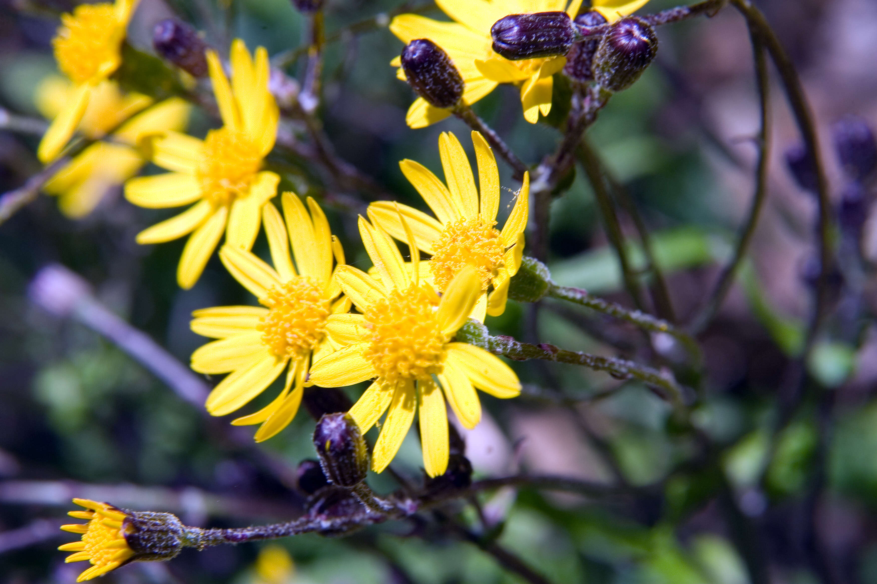 Image of golden ragwort