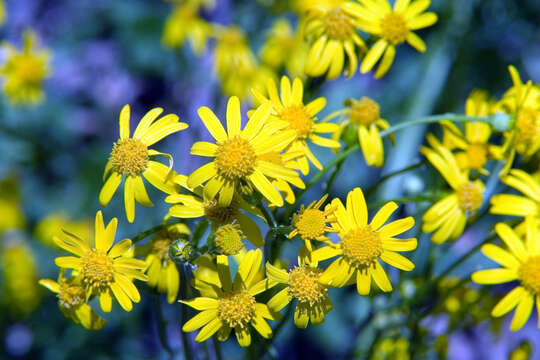 Image of golden ragwort