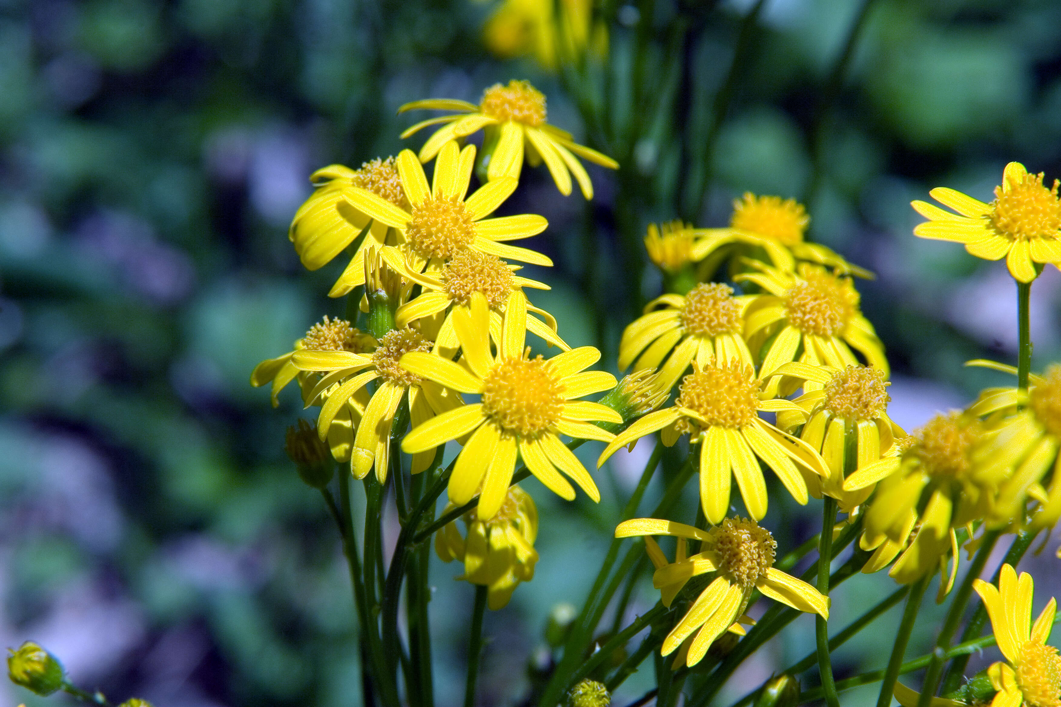 Image of golden ragwort