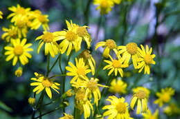 Image of golden ragwort