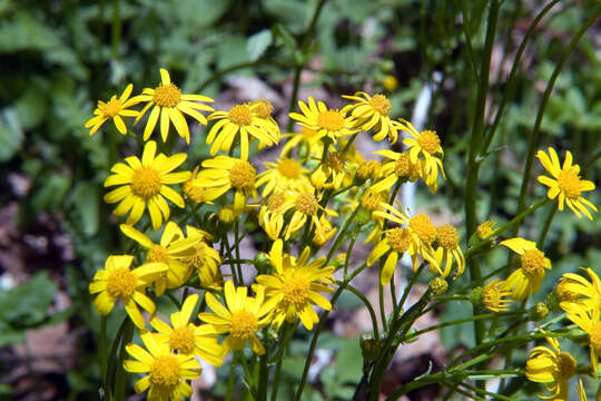 Image of golden ragwort