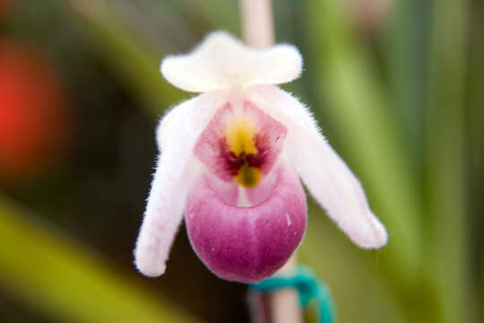 Image de Paphiopedilum delenatii Guillaumin