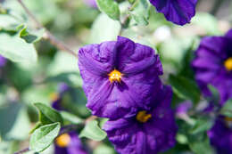 Image of Blue Potato Bush