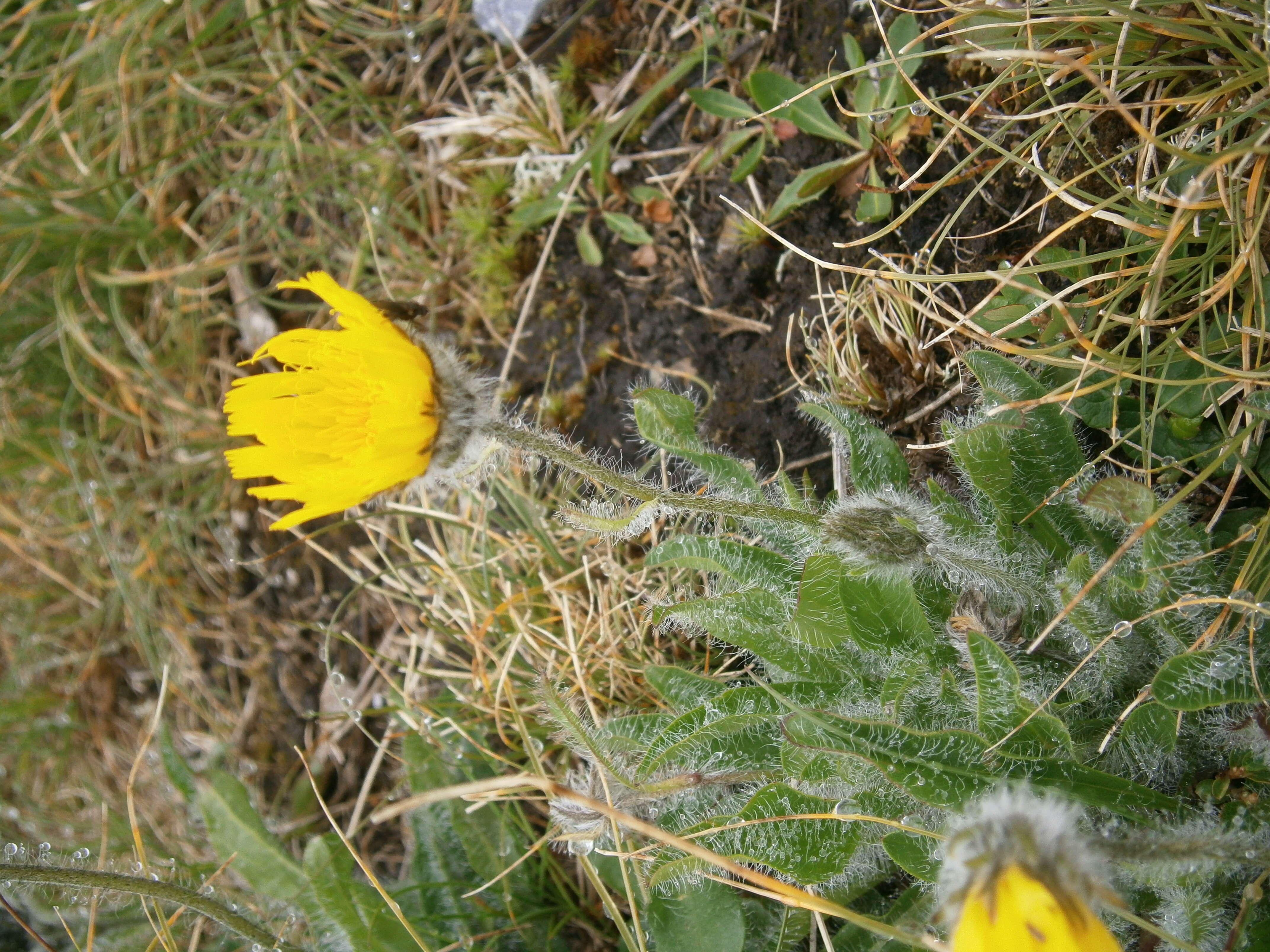 Image of woolly hawkweed