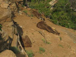 Image of Nilgiritragus Ropiquet & Hassanin 2005