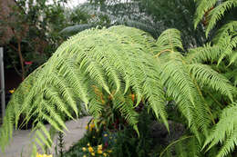 Image of Mexican Tree Fern