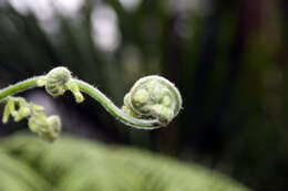 Image of Mexican Tree Fern