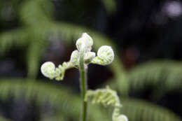 Image of Mexican Tree Fern