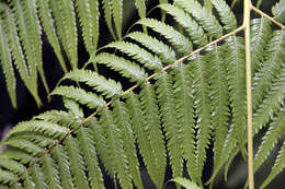 Image of Mexican Tree Fern