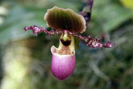 Слика од Paphiopedilum glaucophyllum J. J. Sm.