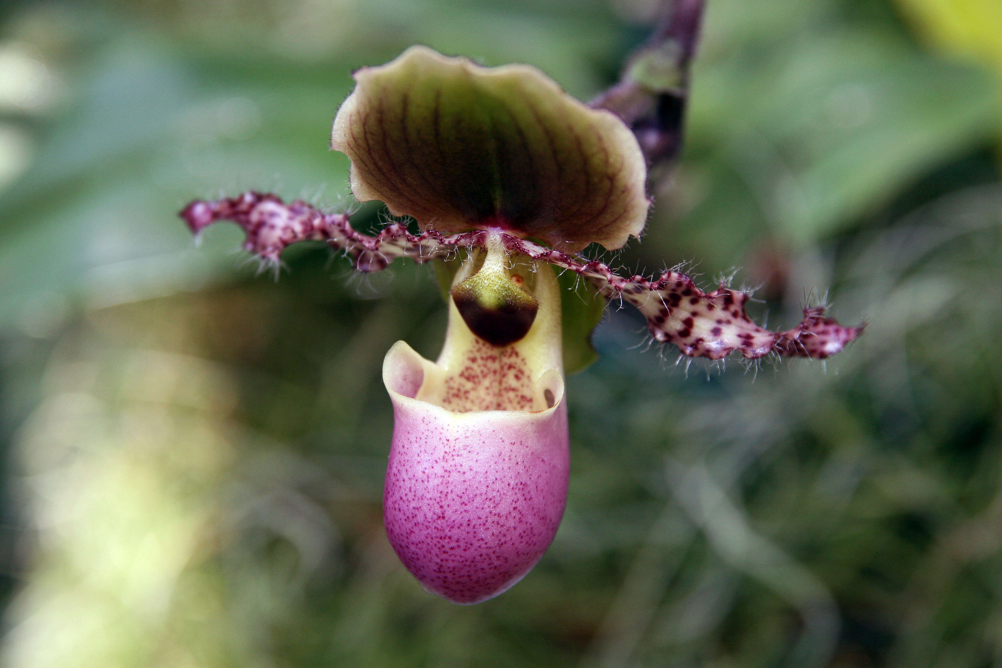 Слика од Paphiopedilum glaucophyllum J. J. Sm.