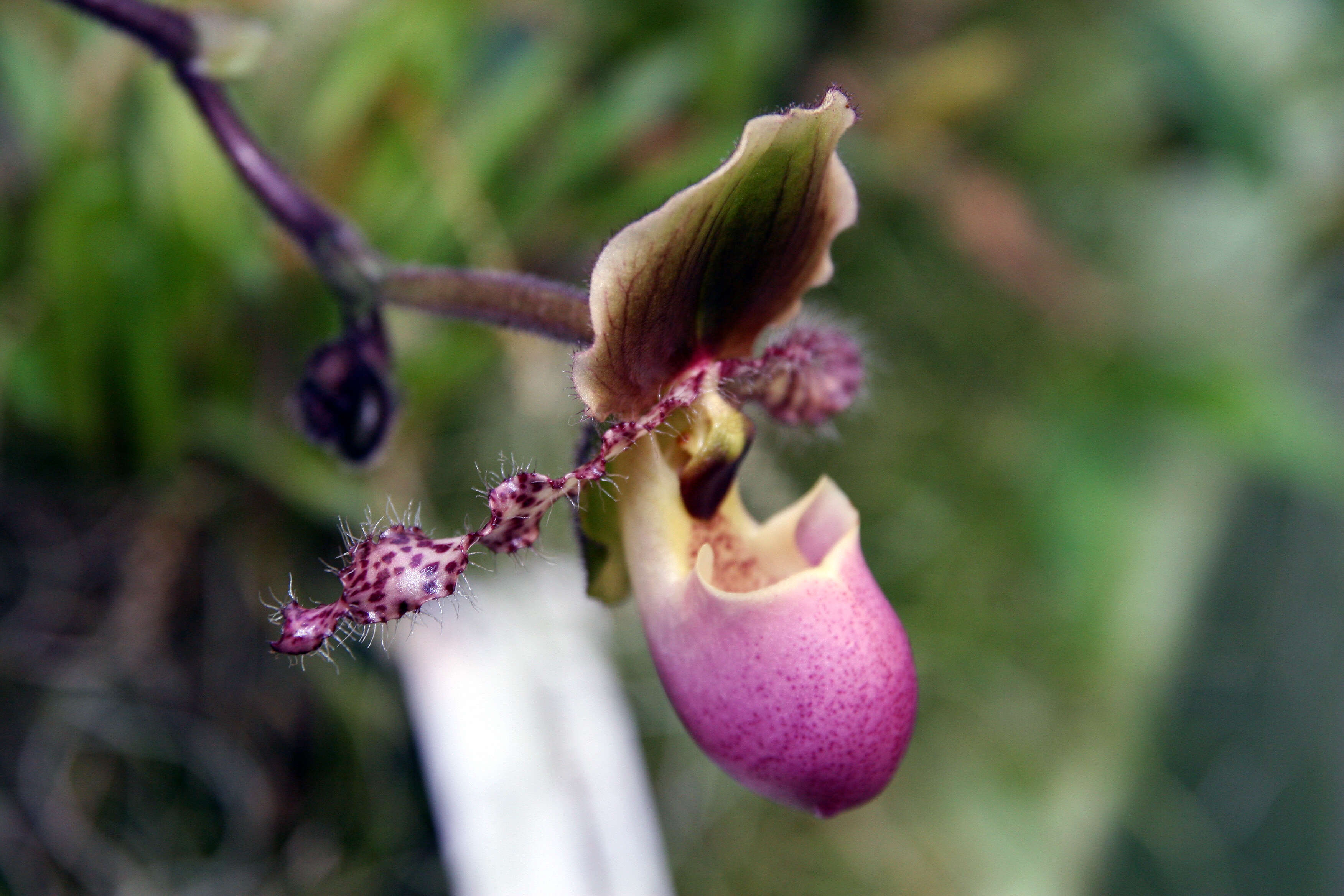 Слика од Paphiopedilum glaucophyllum J. J. Sm.