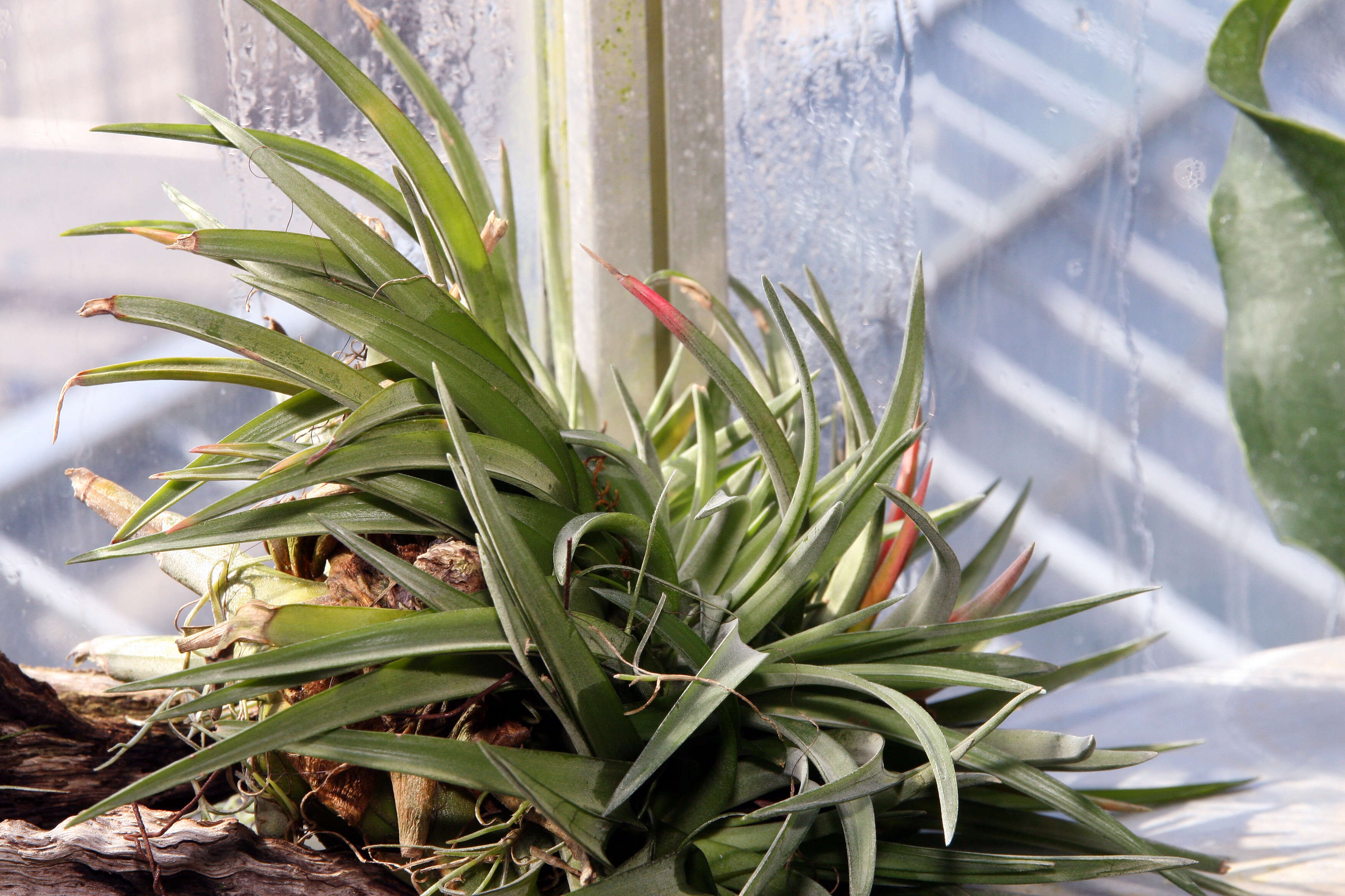 Imagem de Tillandsia brachycaulos Schltdl.