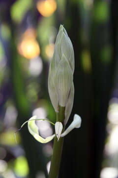 Doryanthes palmeri W. Bull resmi