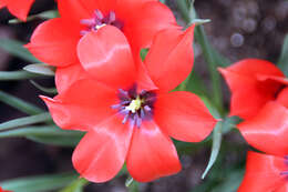 Image of Tulipa linifolia Regel