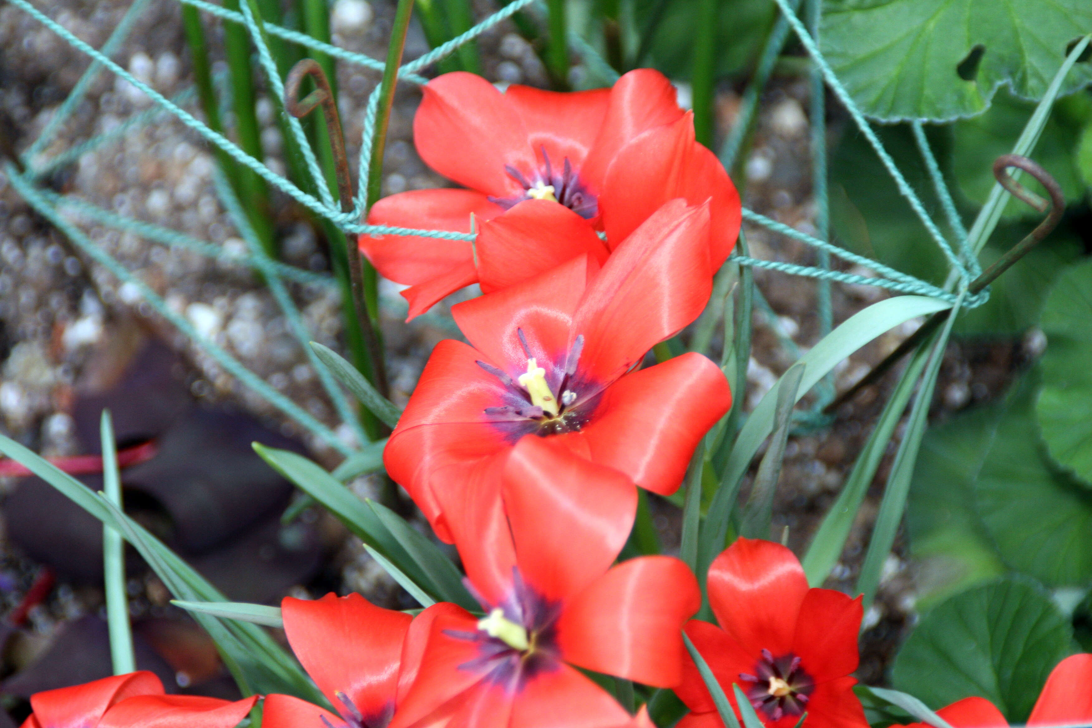 Image of Tulipa linifolia Regel