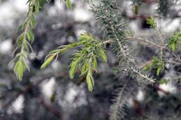 Melaleuca incana R. Br.的圖片