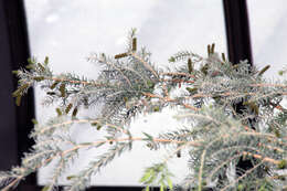 Melaleuca incana R. Br.的圖片