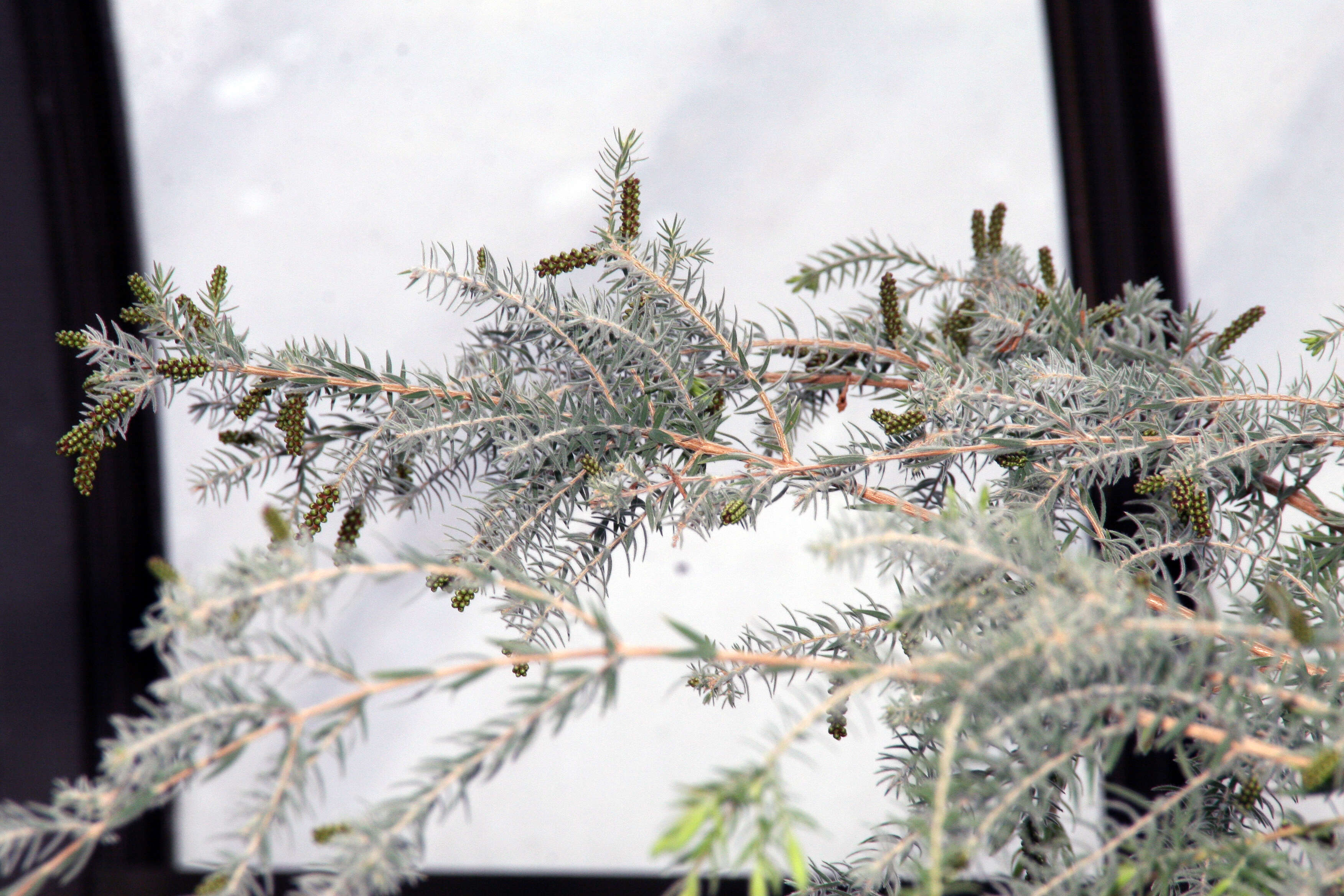 Melaleuca incana R. Br.的圖片