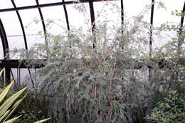 Melaleuca incana R. Br.的圖片