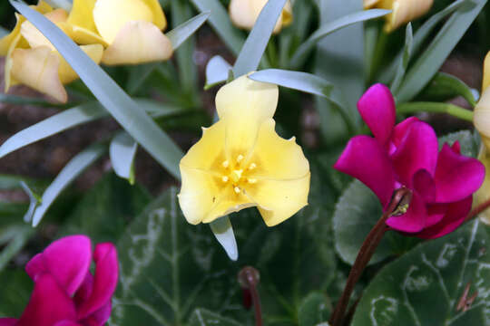 Image of Tulipa linifolia Regel