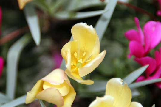 Image of Tulipa linifolia Regel